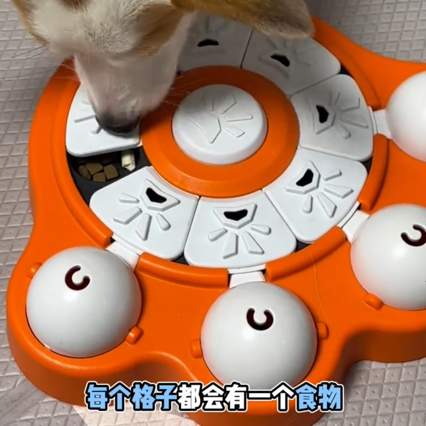 狗狗漏食玩具益智互动慢食器玩具宠物自嗨解闷玩具趣味嗅闻智力款,宠物/宠物食品及用品,发声玩具,淘宝优惠券,粉丝福利购,淘宝优惠卷