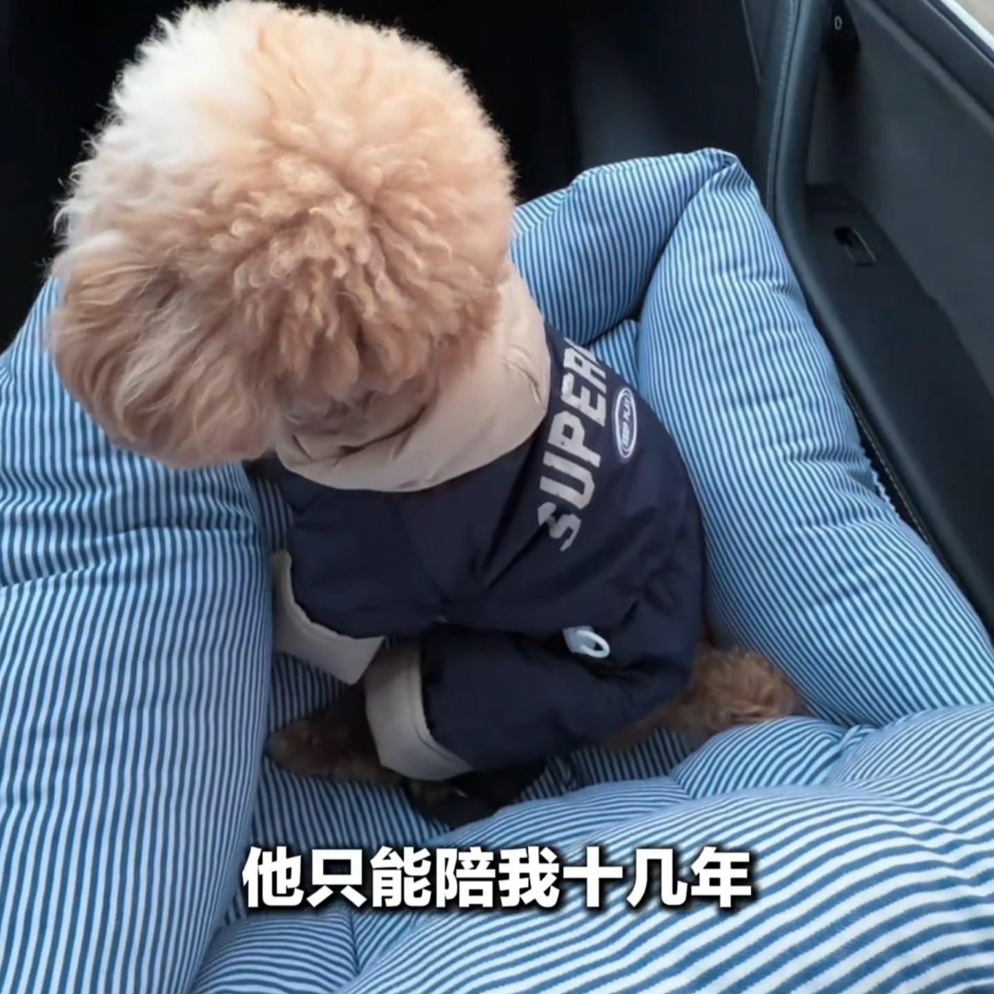 宠物车载安全座椅固定垫热卖猫狗车载垫汽车条纹汽车座椅冬季保暖,宠物/宠物食品及用品,猫狗车载垫,淘宝优惠券,粉丝福利购,淘宝优惠卷