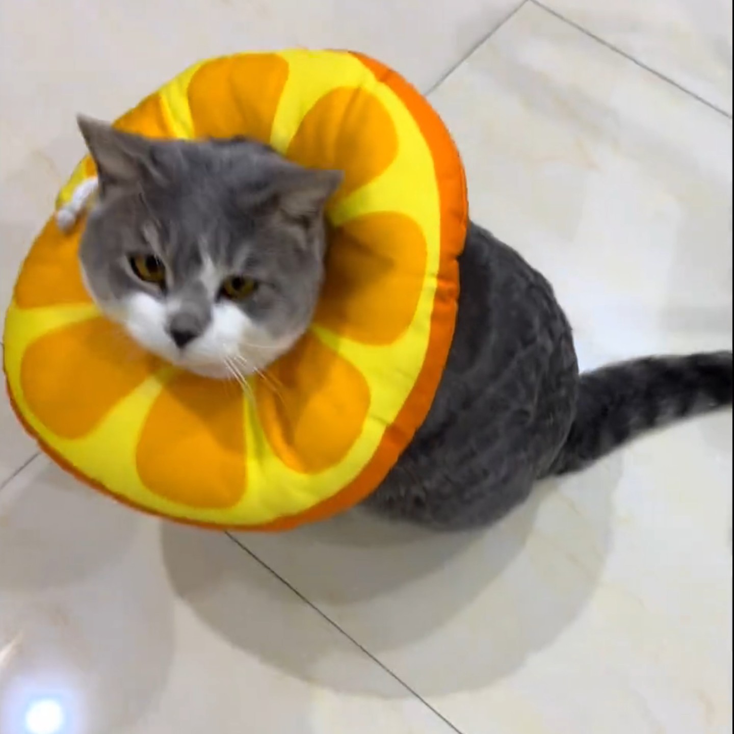 猫咪伊丽莎白圈防舔防水神器耻辱圈宠物绝育项圈套头围脖猫狗通用,宠物/宠物食品及用品,宠物伊丽莎白圈,淘宝优惠券,粉丝福利购,淘宝优惠卷