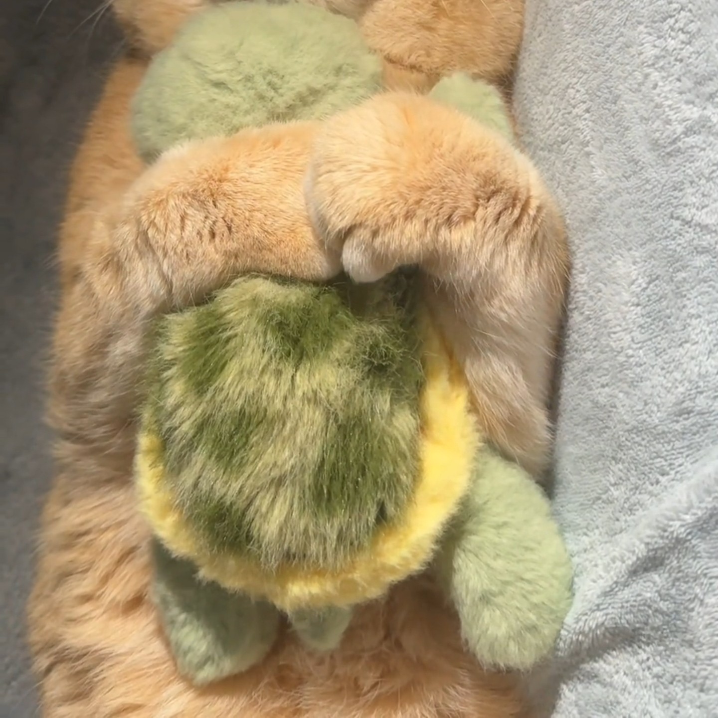 宠物毛绒玩具小乌龟卡通玩偶公仔可爱抱枕可爱摆件小猫咪陪伴解闷,模玩/动漫/周边/娃圈三坑/桌游,动漫毛绒/抱枕/坐垫,淘宝优惠券,粉丝福利购,淘宝优惠卷