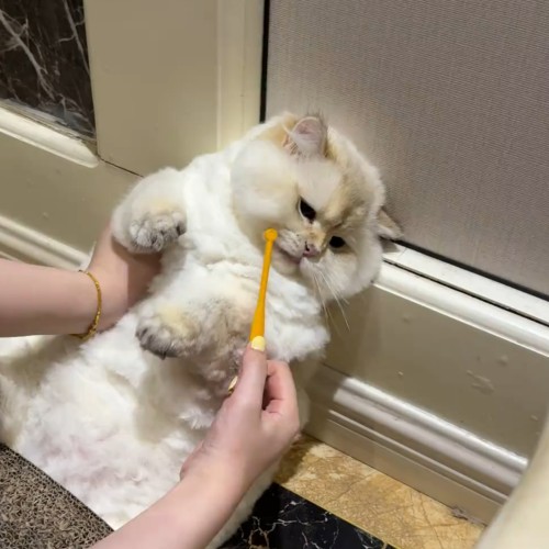 狗猫万根软毛牙刷清洁口腔