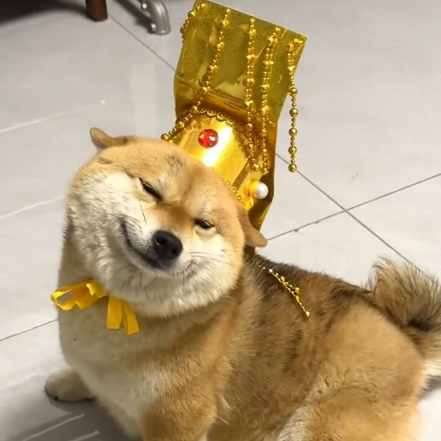 宠物皇帝帽子创意搞笑古装龙图狗狗搞怪派对聚会装饰拍照道具头饰,模玩/动漫/周边/娃圈三坑/桌游,聚会装饰帽子,淘宝优惠券,粉丝福利购,淘宝优惠卷