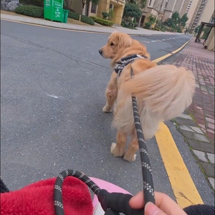 狗狗牵引绳防爆冲外出金毛德牧中大型犬专用绳防挣脱背带胸垫耐用