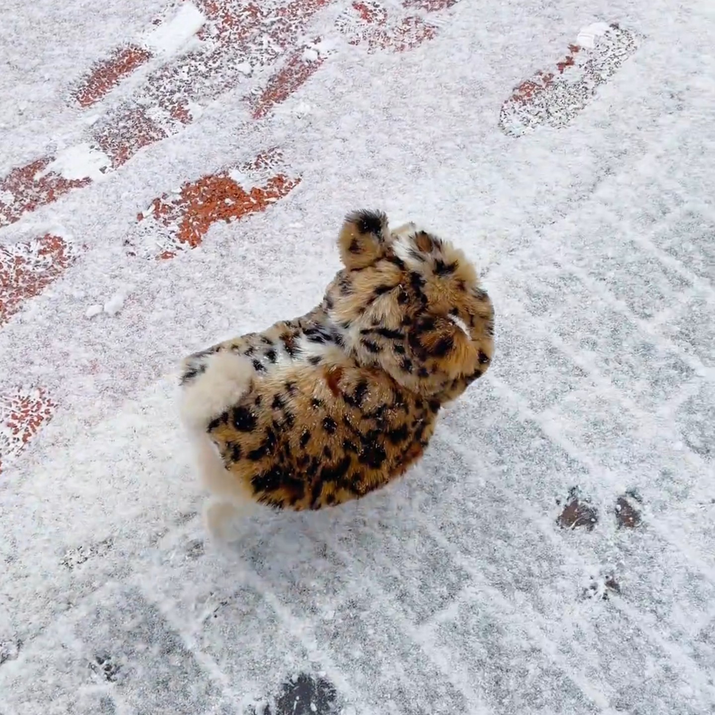 宠物豹纹衣服猫咪保暖外套打底秋冬装泰迪雪纳瑞博美吉娃娃宠物潮