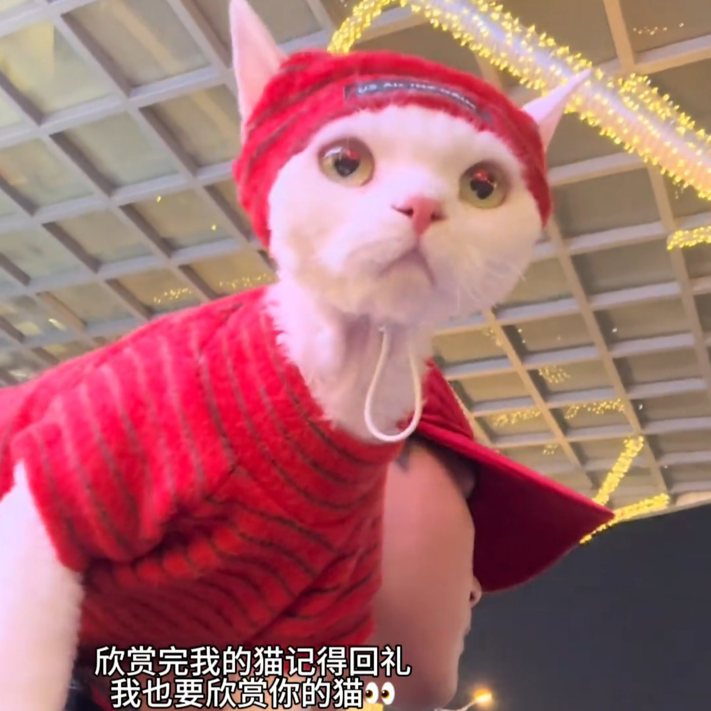 猫咪红色条纹衣服可爱秋冬帽子拍照装饰帽保暖宠物服装德绒两脚衣,宠物/宠物食品及用品,猫宠物服装/雨衣（新）,淘宝优惠券,粉丝福利购,淘宝优惠卷