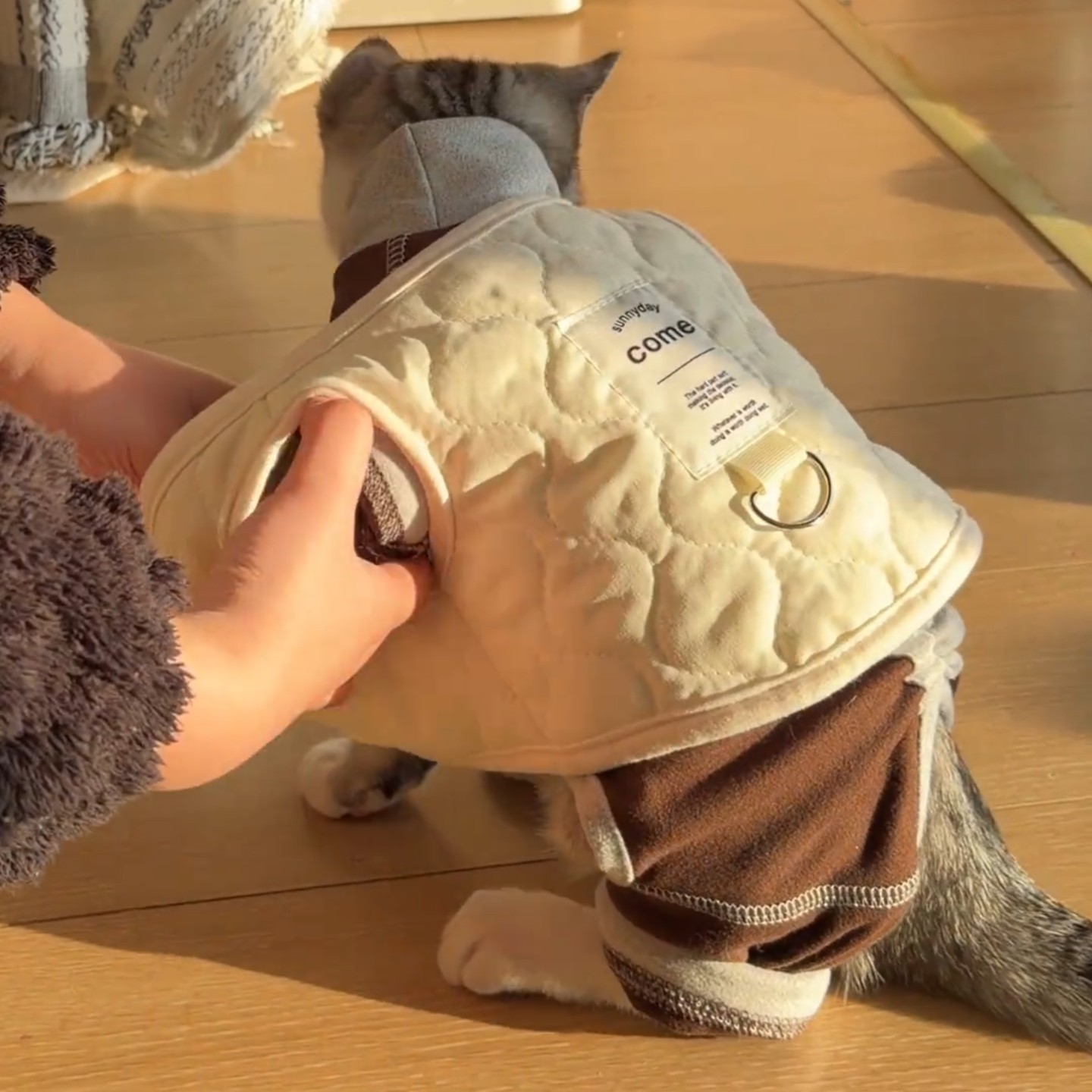 猫咪衣服米白色带牵引扣秋冬棉衣比熊泰迪小型犬宠物冬天棉袄背心,宠物/宠物食品及用品,猫宠物服装/雨衣（新）,淘宝优惠券,粉丝福利购,淘宝优惠卷