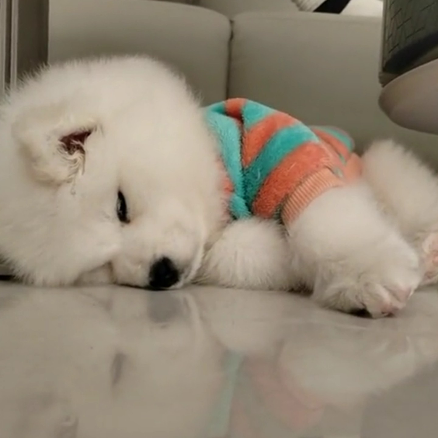 狗狗两脚条纹保暖卫衣泰迪法斗中小型犬衣服猫咪宠物服装秋冬加绒