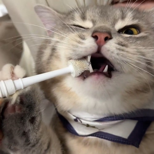 狗猫通用360度牙刷清洁牙膏