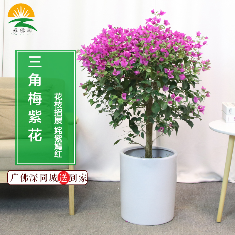 老桩粗枝三角梅盆景紫花户外阳台盆栽勒杜鹃四季花卉好养易活绿植