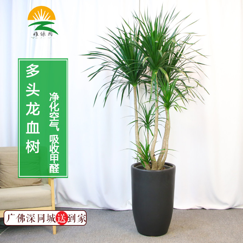 老桩龙血树多头龙须树室内盆景花卉大型绿植成品组合盆栽观叶植物