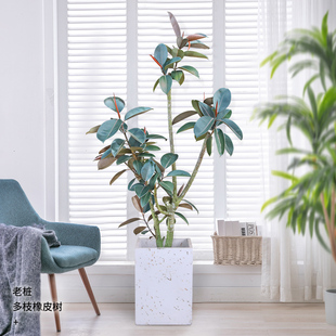 老桩造型黑金刚橡皮树落地盆栽 多枝印度榕耐阴好养艺术室内绿植