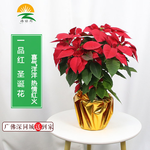 一品红年宵室内圣诞真花同城盆栽