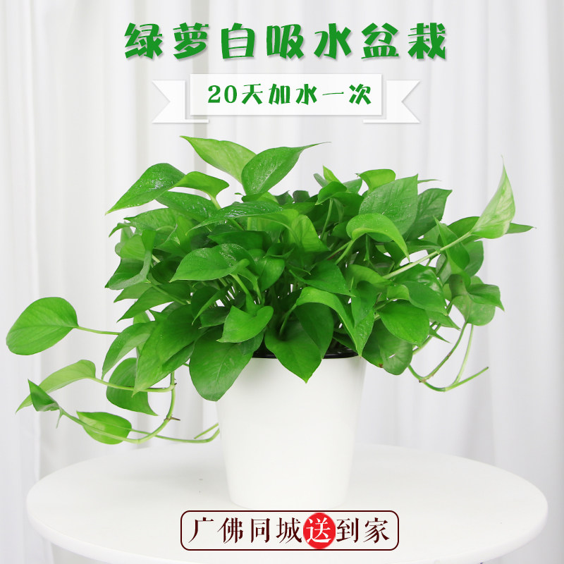 绿植吊兰桌面盆栽广州佛山大绿萝
