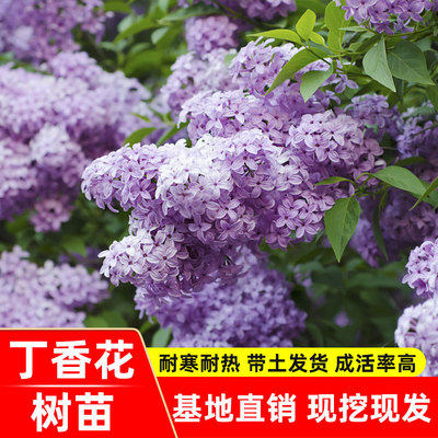 丁香花树苗价格 丁香花树苗图片 星期三