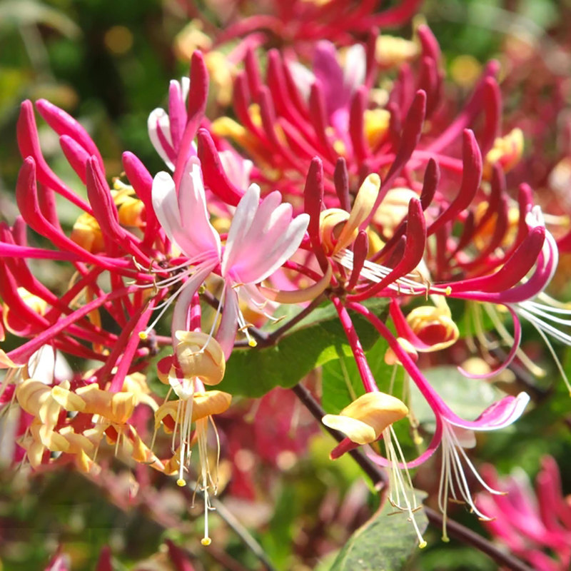 耐寒金银花树苗四季开花白红黄花卉室内盆栽老桩室外爬藤攀援植物