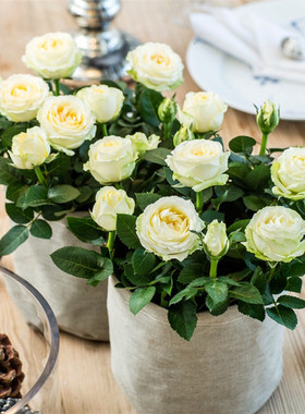 丹麦阳台大花微月无限永远四季多花玫瑰话苗盆栽桌面好养花卉绿植