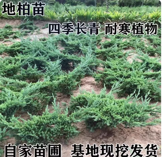 绿化苗沙地柏苗 爬地柏树苗 爬地柏盆景洒金柏苗铺地柏苗造型用苗