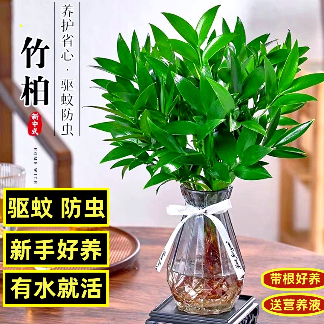 水培植物竹柏盆栽大苗水养驱蚊净化空气花卉室内四季好养富贵竹