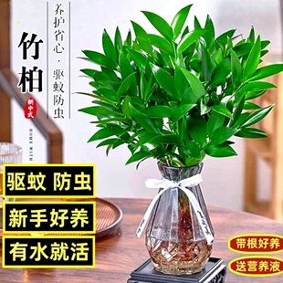 水培植物竹柏盆栽大苗水养驱蚊净化空气花卉室内四季好养富贵竹