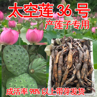 莲子水果种苗太空36号高产池塘