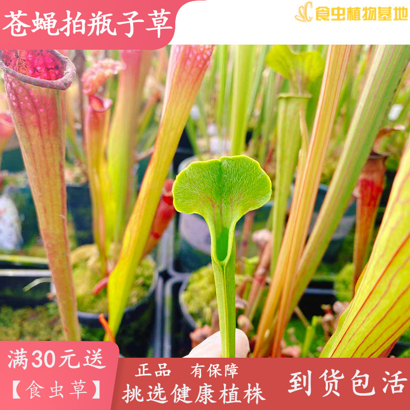 苍蝇拍瓶子草【大型食虫植物食虫草驱蚊草直立型高端稀有新品种】