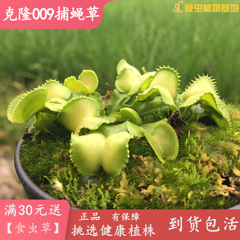 克隆009捕蝇草【食虫植物高端捕虫草系列珍藏珍稀品种玩家收藏】