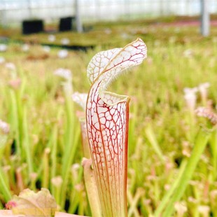 巨型红网纹白瓶子草