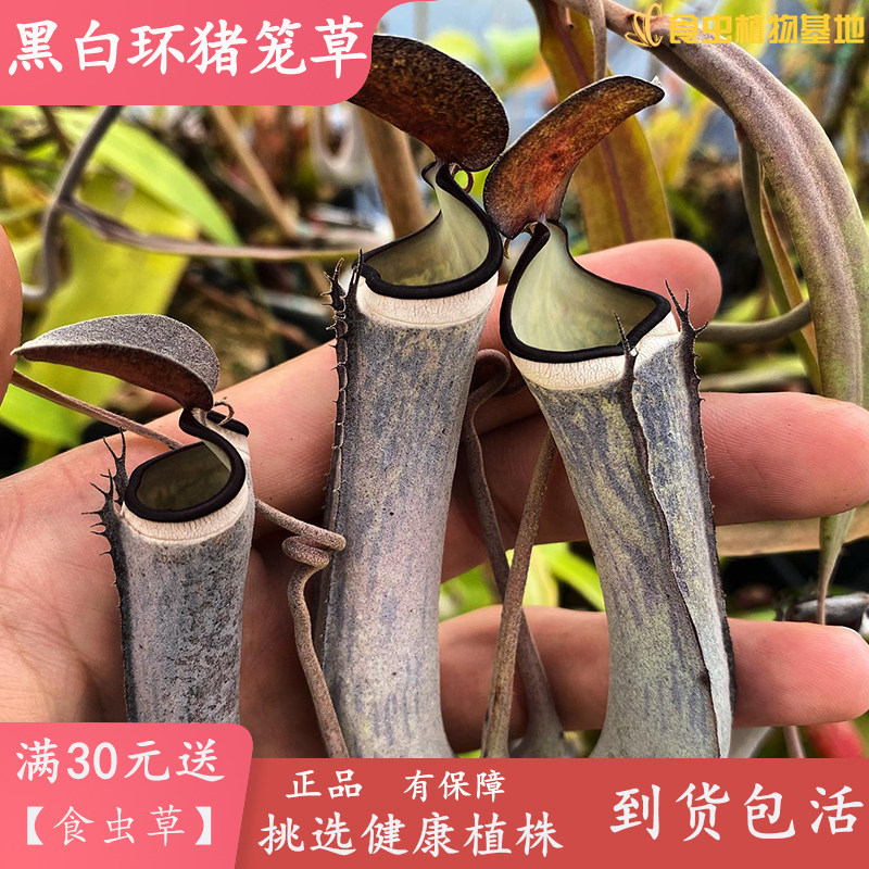 黑白环猪笼草【高端稀有进口食虫植物室内阳台驱蚊捕吃苍蝇盆栽】