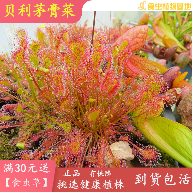 贝莉茅膏菜 食虫植物室内阳台驱蚊吃苍蝇盆栽捕虫草造景观 冬休眠