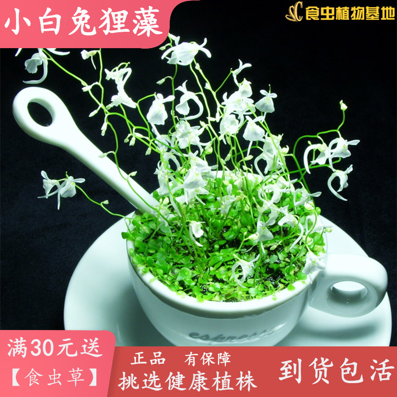 小白兔狸藻【食虫植物喜阴点缀植物水陆微景观超萌神物驱蚊造景】,鲜花速递/花卉仿真/绿植园艺,食虫植物,淘宝优惠券,粉丝福利购,淘宝优惠卷