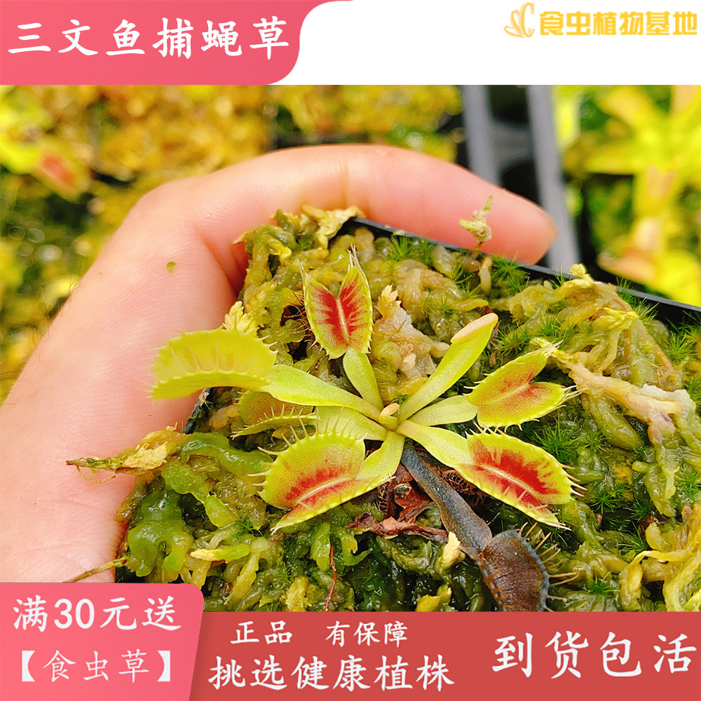 三文鱼捕蝇草【特征食虫植物食虫草绿植包邮盆栽玩家必收集收藏】