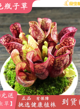 紫色瓶子草【漂亮吃虫食虫植物造景观包邮盆栽量多六点六折优惠】