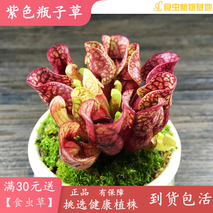 盆栽量多六点六折优惠 包邮 漂亮吃虫食虫植物造景观 紫色瓶子草