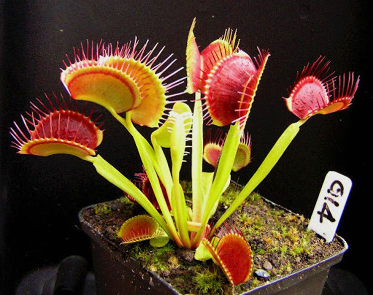 g14捕蝇草【食虫草茅膏菜直立食虫植物捕蚊草食虫花食人花盆栽】