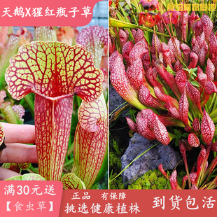 天鹅X猩红瓶子草【自家种子播种繁殖培育实生苗】食虫植物捕虫草
