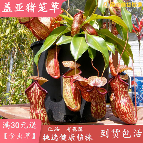 盖亚猪笼草进口种苗植物绿植盆栽