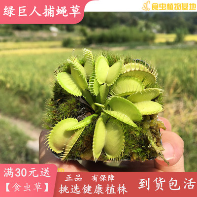 绿巨人捕蝇草【全绿品种不会红食虫植物稀有高端收集捕虫草捕蚊】