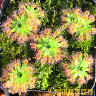 美丽迷你茅膏菜【苗子冬芽食虫植物食虫草新品种子繁殖率高发芽】