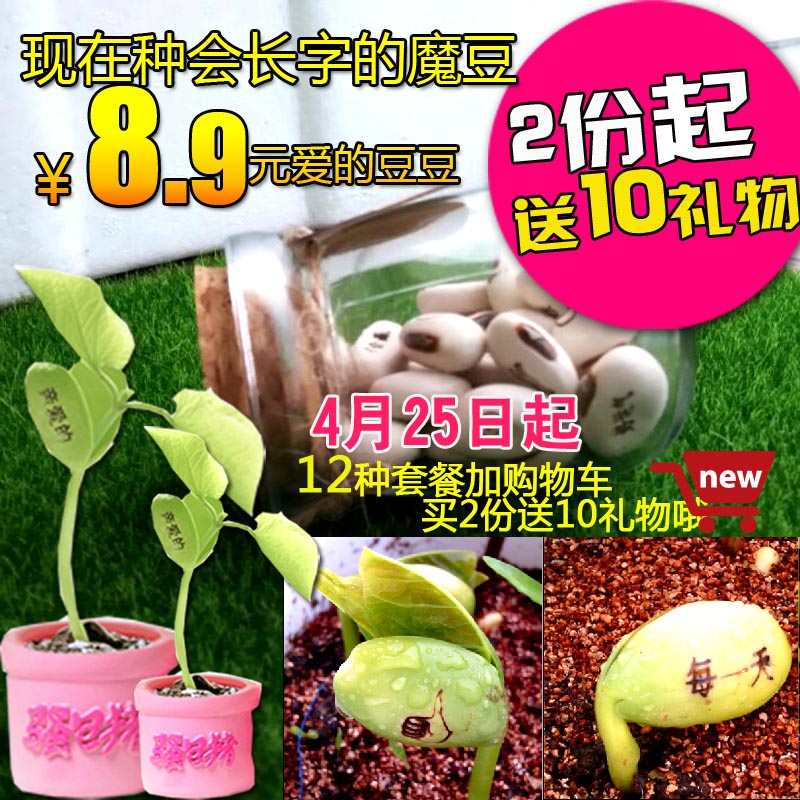 2份送10礼长字刻字大魔豆盆栽植物祝福生肖豆学生作业魔法豆种子