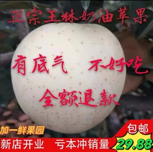 促销正宗奶油王林苹果甜脆兰花香多汁季雀斑美人青宜辽宁山东森琳