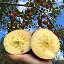 红苹果四川汉源本地红富士丑苹果高山冰糖心苹果应季 新鲜孕妇水果