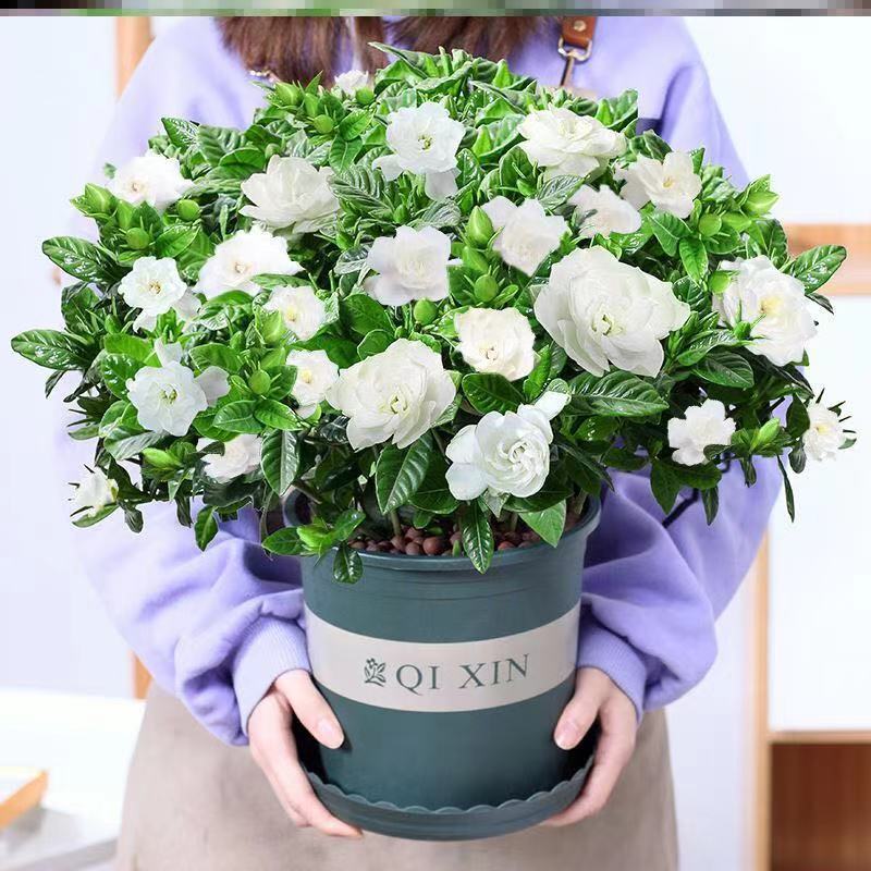 栀子花盆栽室内绿植花卉盆景净化空气绿植植物室内懒人阳台水培