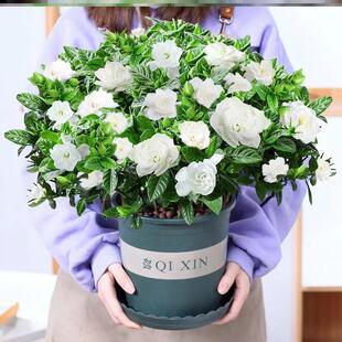 栀子花盆栽室内绿植花卉盆景净化空气绿植植物室内懒人阳台水培
