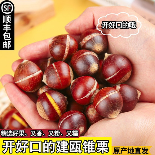 农家现摘建瓯锥栗野生板栗油栗子