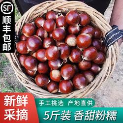 2025年新货建瓯锥栗板栗生新鲜野生油栗子高山农家现摘锥形毛栗子