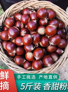 2025年新货建瓯锥栗板栗生新鲜野生油栗子高山农家现摘锥形毛栗子