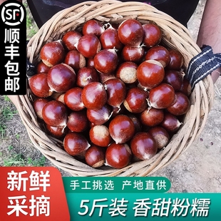 2025年新货建瓯锥栗板栗生新鲜野生油栗子高山农家现摘锥形毛栗子