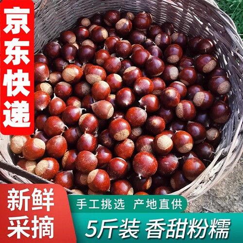 高山锥栗农家现摘板栗生
