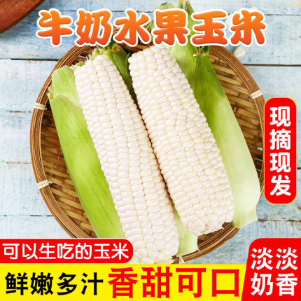 顺丰包邮爆浆冰糖牛奶甜玉米水果玉米新鲜现摘开袋即食可生吃玉米