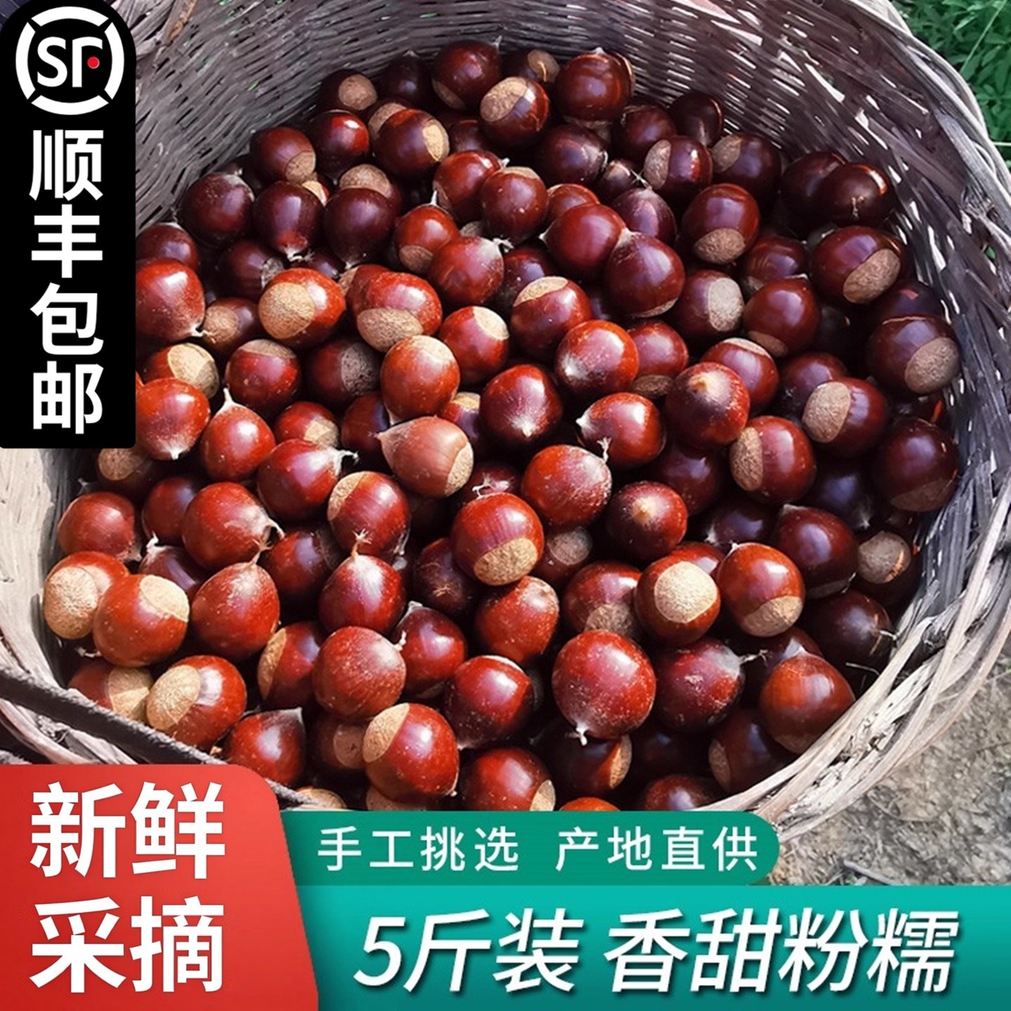 2025年福建建瓯特产锥栗板栗生新鲜油栗高山农家现摘榛子糖炒栗子